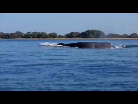 Whale (1-26-2013 11-24 PM)